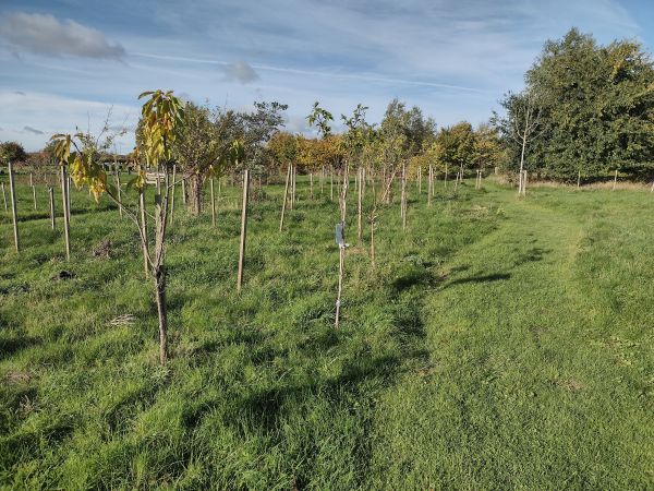 Natural Burial Ground Trees