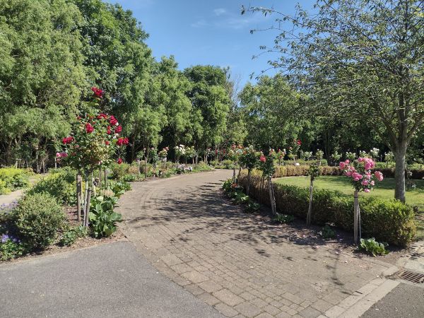 The Rose garden at Priory Woods cemetery, Hull in summer