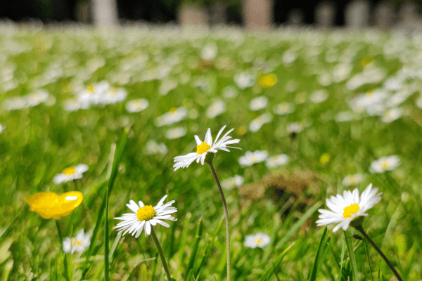 Daisies on grass